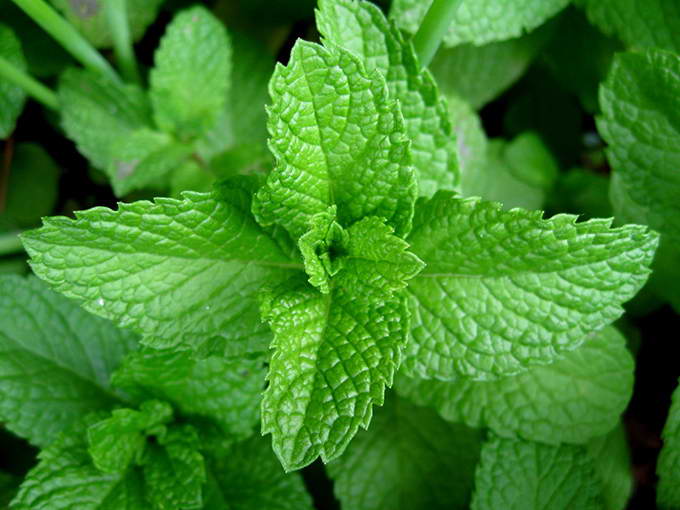 Mint leaves 2007