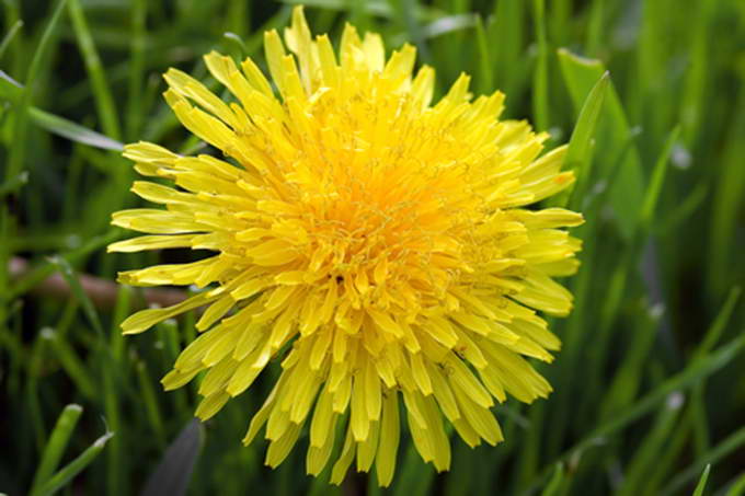 dandelion bsp