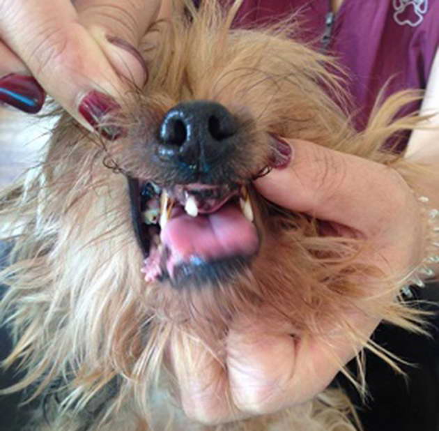 yorkshire terrier3