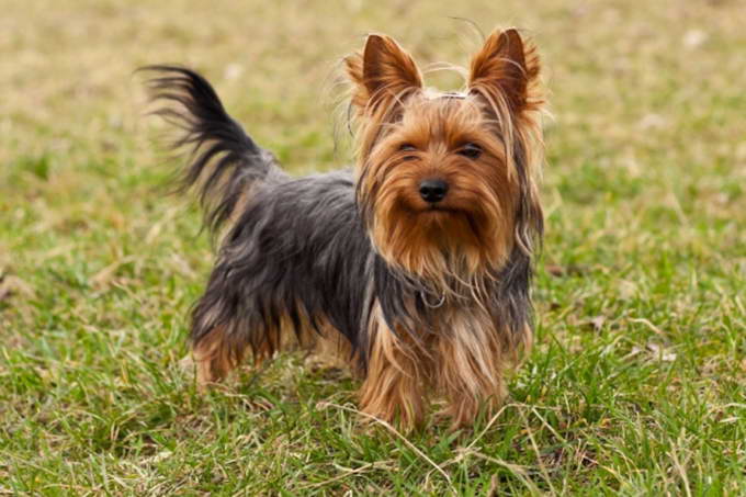 yorkshire terrier4